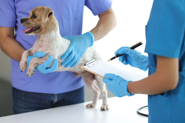 Advance-vet-path-divison-B